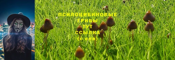 гашик Алексин